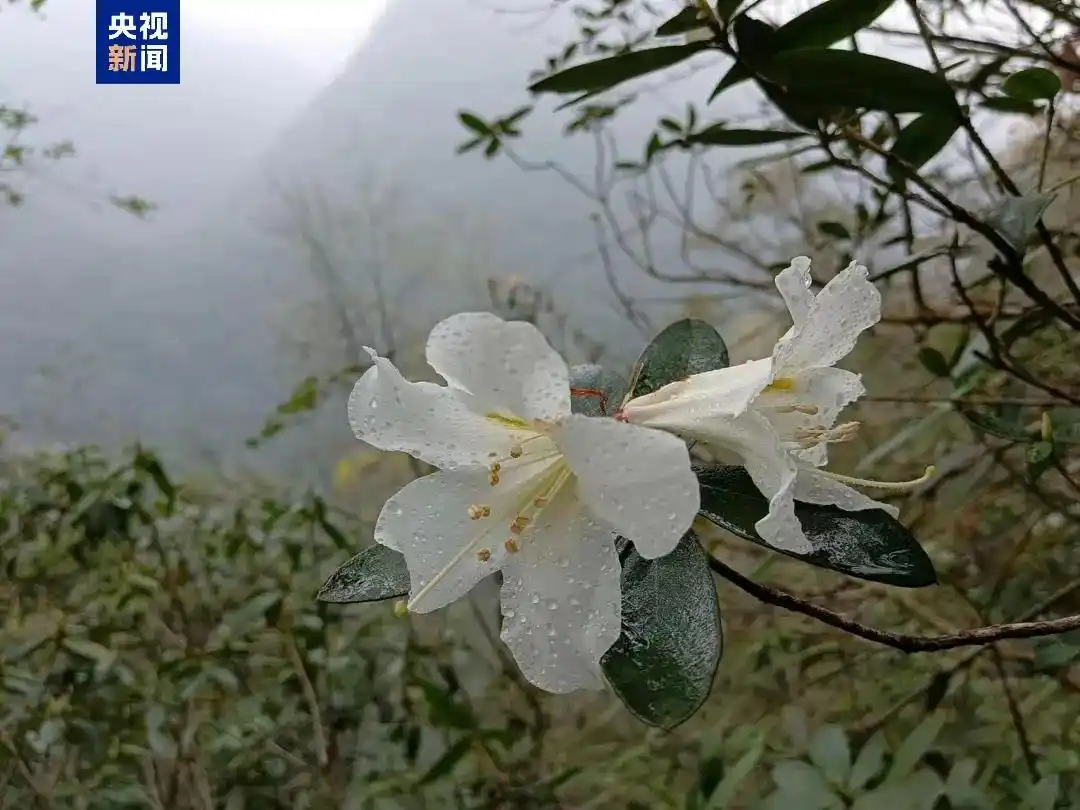 全球不足250株！百色那坡县发现濒危杜鹃新物种“木论杜鹃”