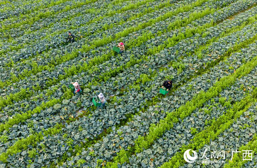 广西田林：西兰苔迎丰收 抢“鲜”供应春节市场