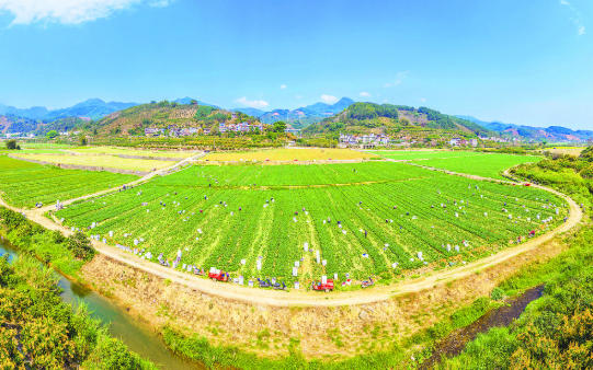 右江区：  绿色菜园连接大湾区 全链增收带富农户