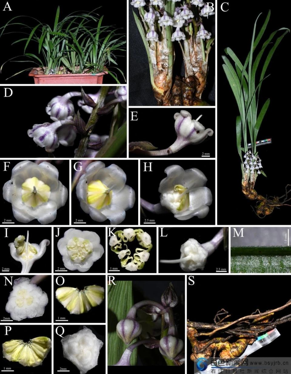 岑王老山国家级自然保护区发现植物新种——发瓒沿阶草