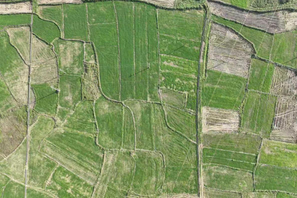 德保：昔日涝洼地今朝麦飘香