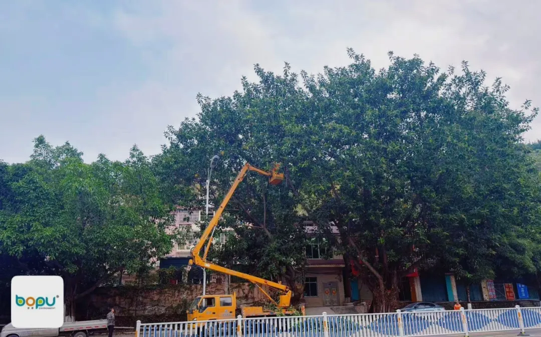 百色城区集中修剪榕树 园林部门详解安全与民生双重考量