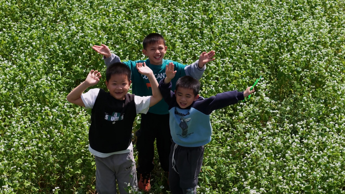 八桂春好，村游正好丨百色市田东县江城镇：荞麦地成打卡地