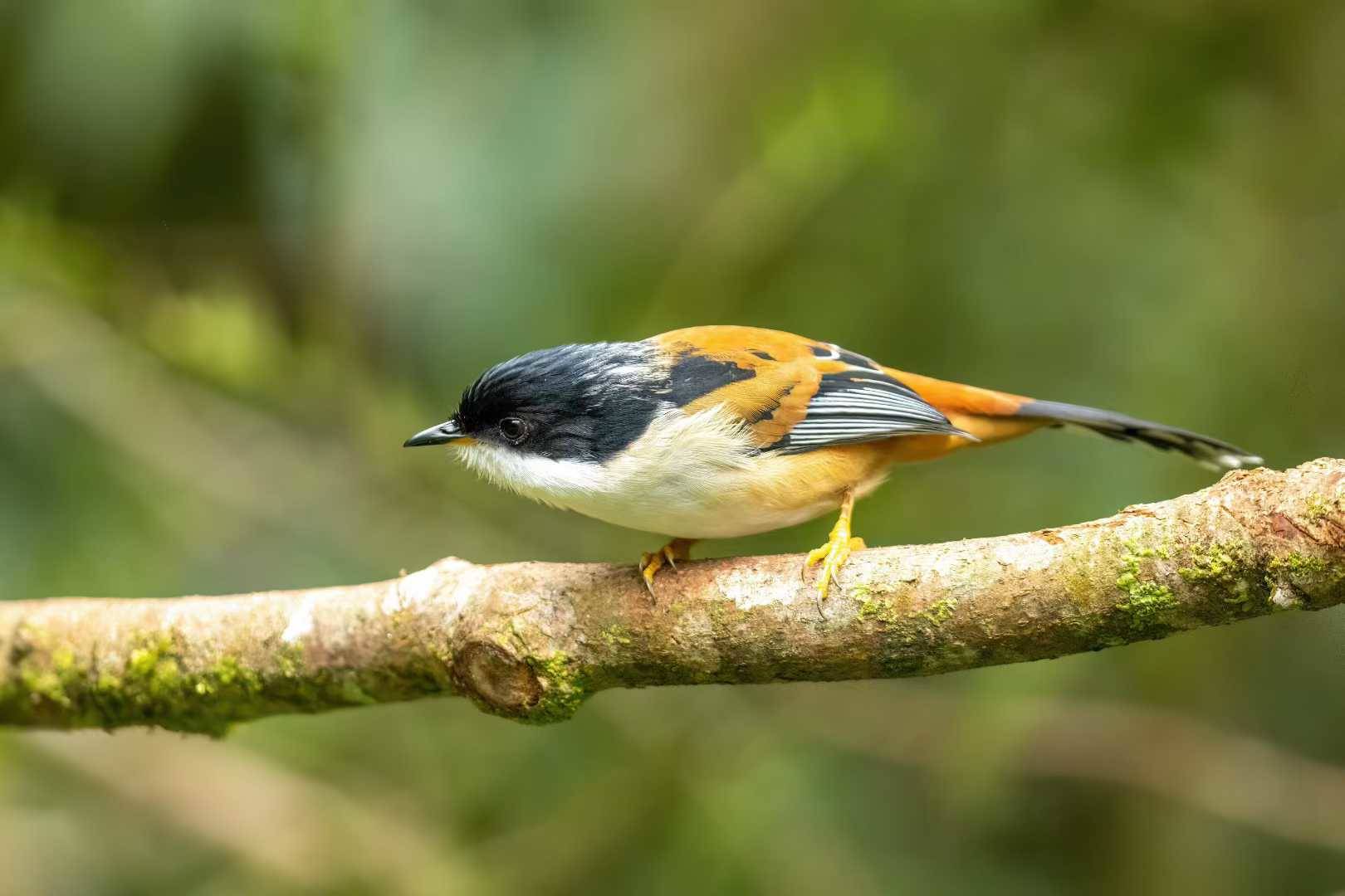 观鸟带火边境游！百色那坡打造“羽翼经济”，成乡村振兴新引擎