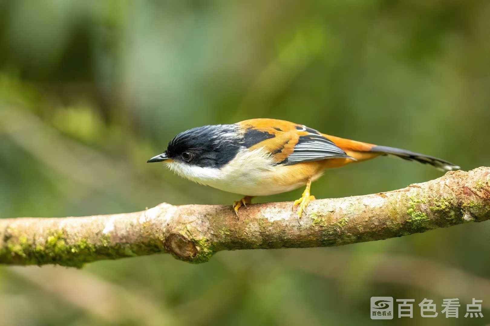 10001fd19ed10f0f479e42c570c4f010fb345a3abc4fbffd1a8eb0c73d2d0f537e1cc_t=3 1.jpg