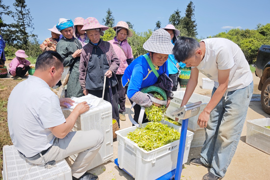 田林绿茶斩获第十六届“中茶杯”国际鼎承茶王赛绿茶组金奖