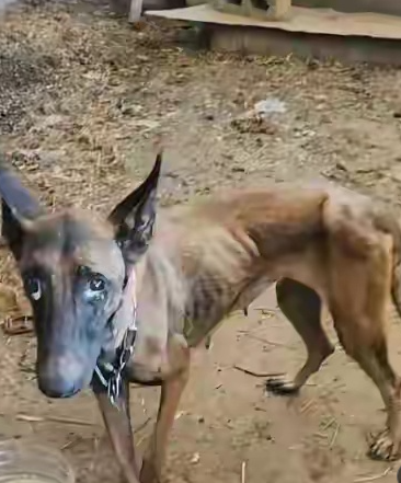 广西百色一只马犬在洪水中被急流冲走，10天之后奇迹般地自己寻回家中，原本50斤体重仅剩20余斤。
